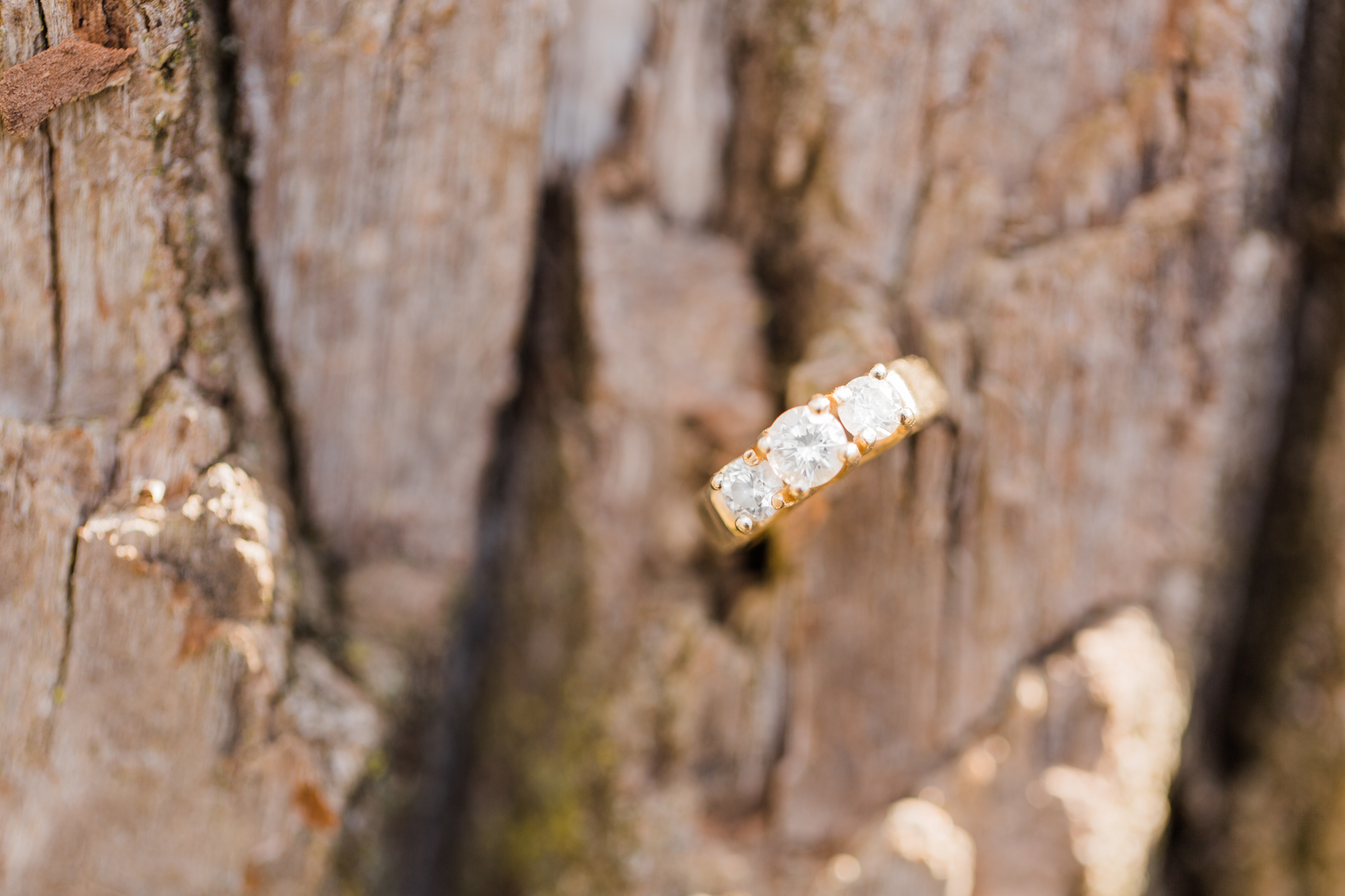 engagement ring embeded in tree in traverse city michigan