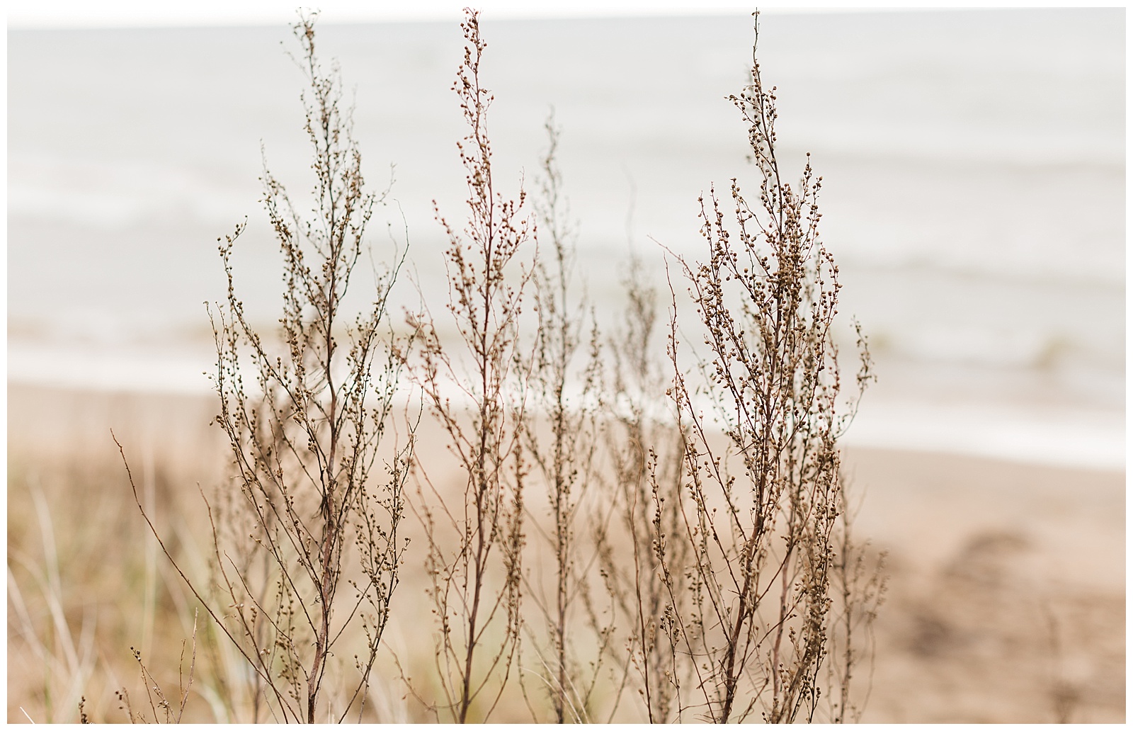 Plants on beach in Traverse City, Michigan.