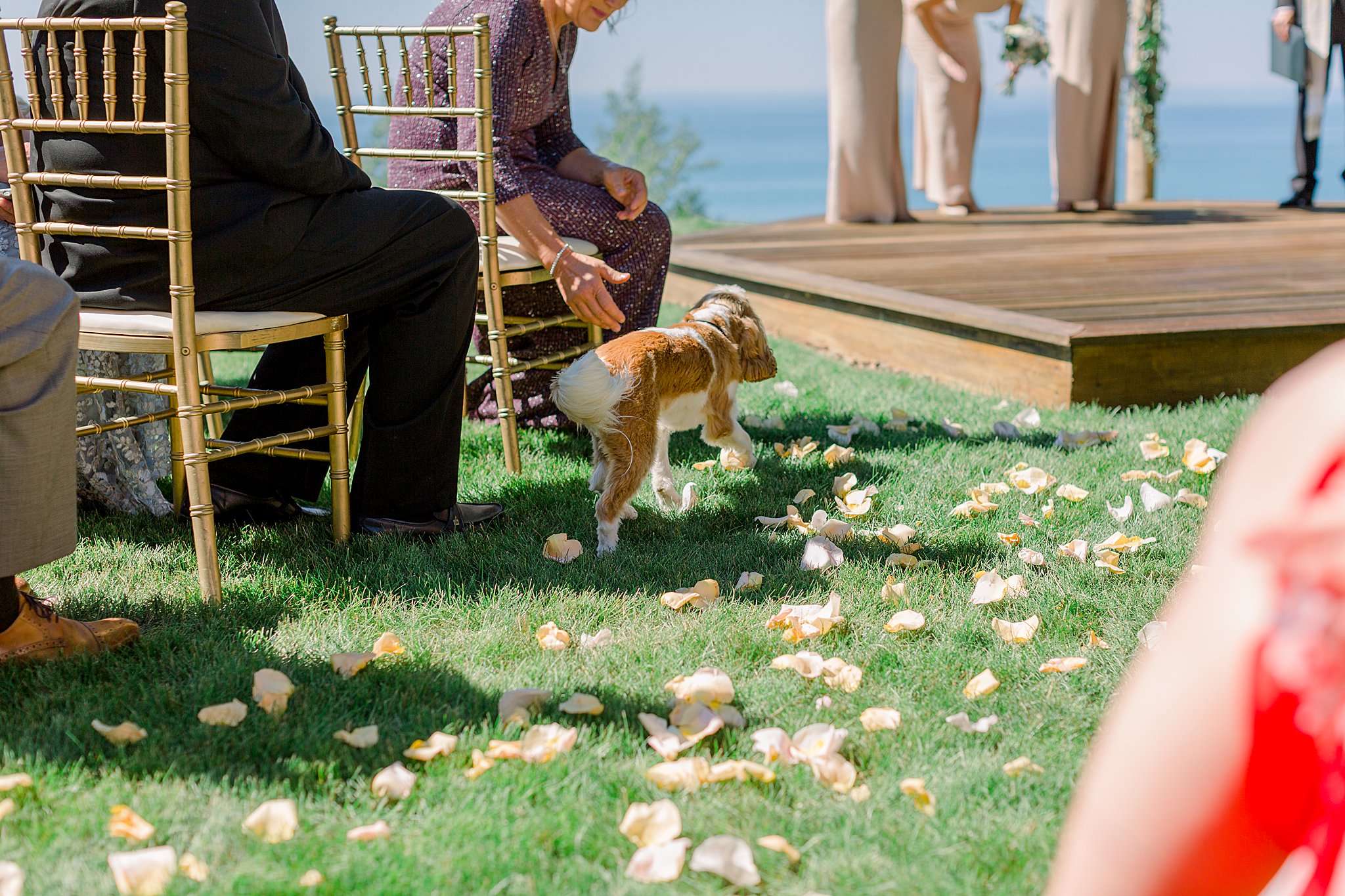 Bride's dog makes his way up the aisle during intimate Lake Michigan wedding ceremony.