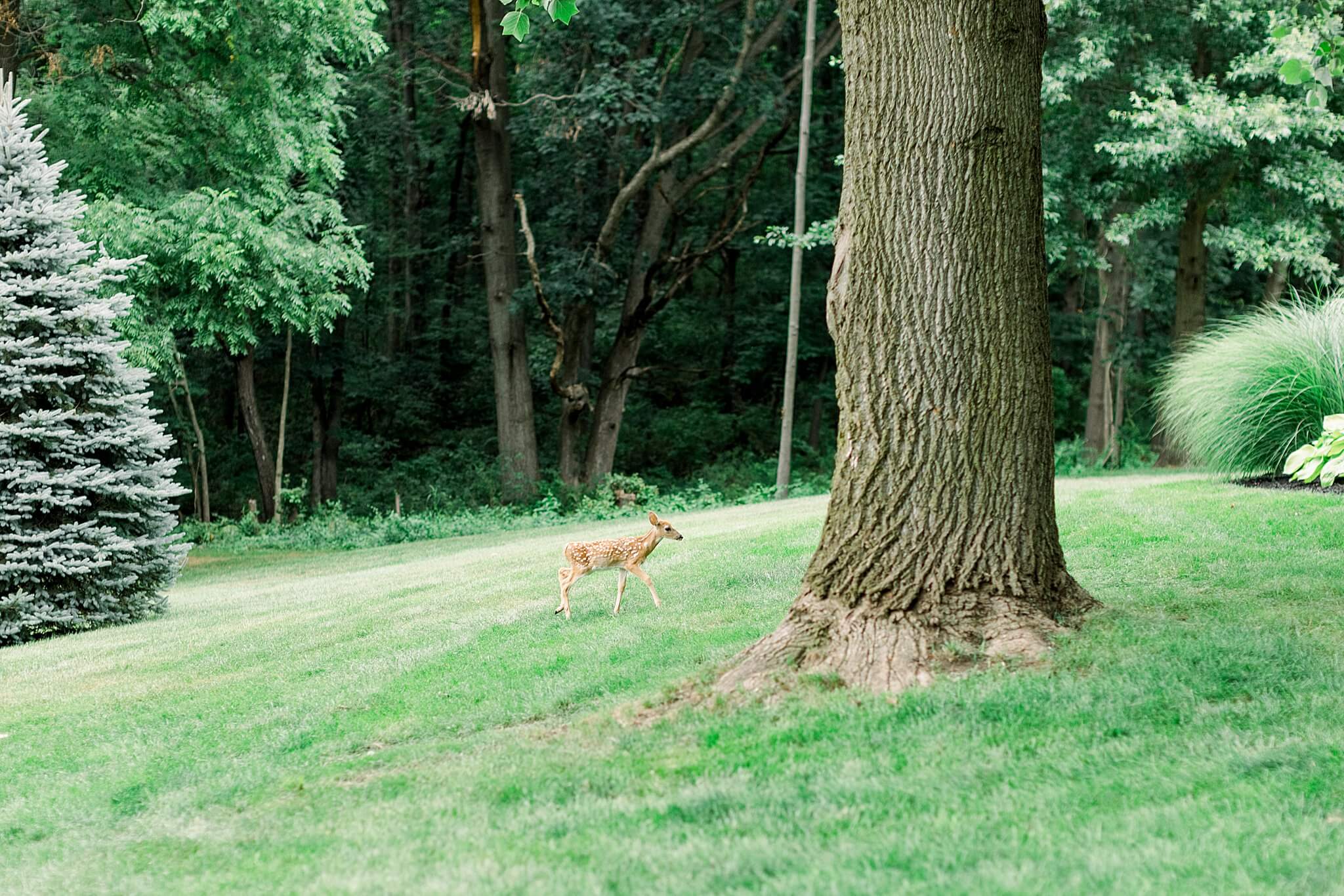 Baby deer makes surprise appearance during summer backyard wedding in Northern Michigan.