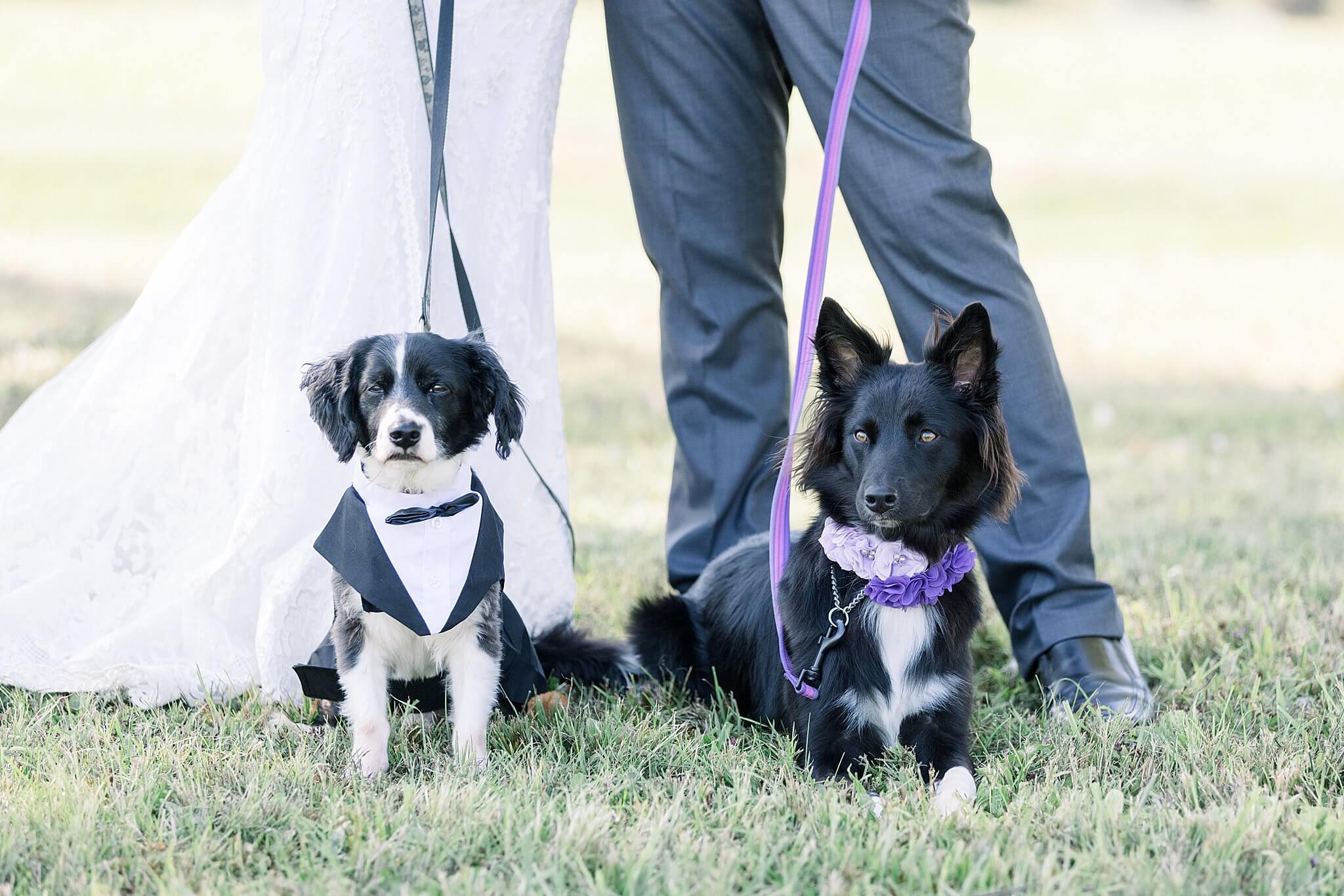 Bride and groom's dogs are ring bearer and flower girl during Crooked Creek Ranch wedding.