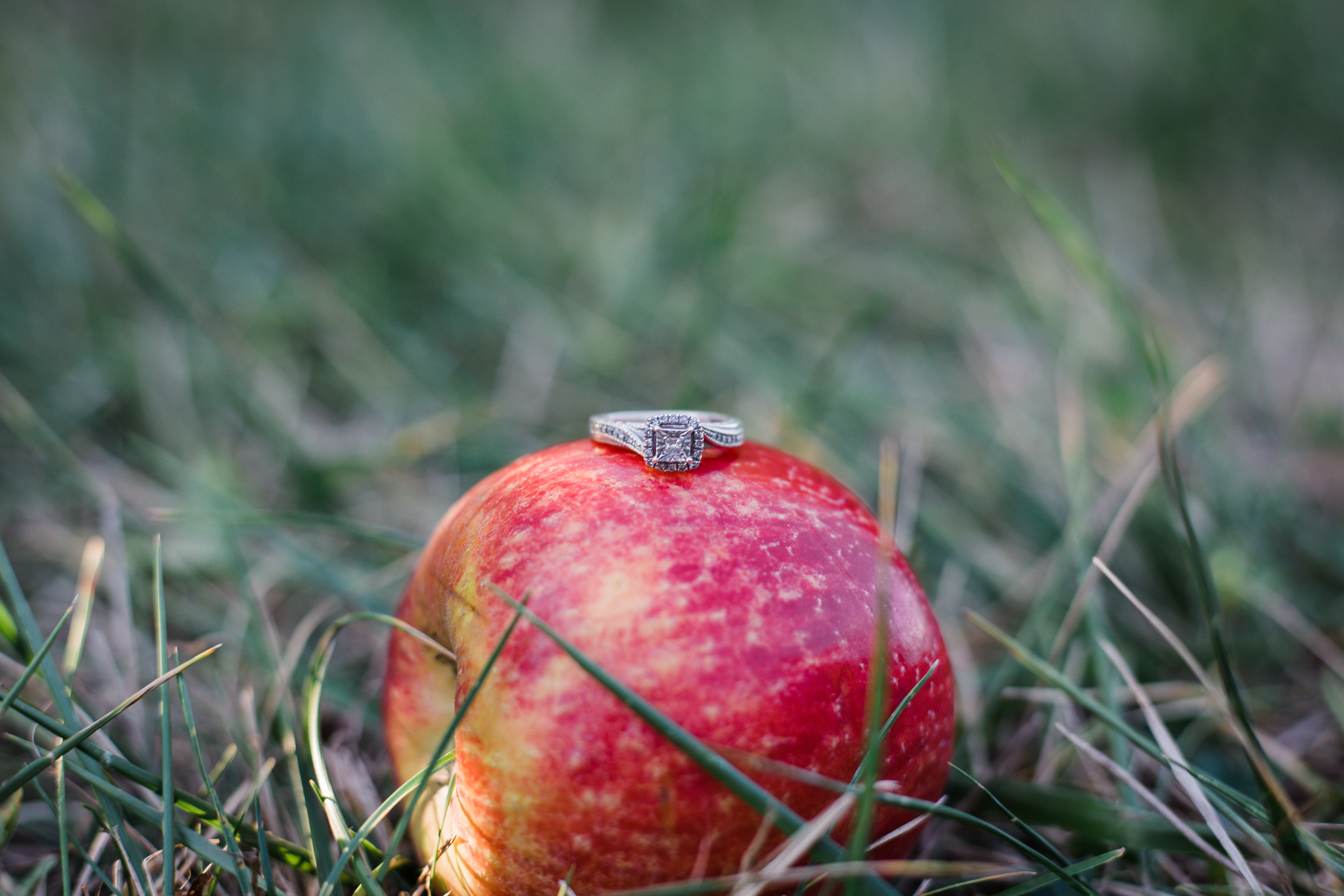 michigan apple orchard engagement 