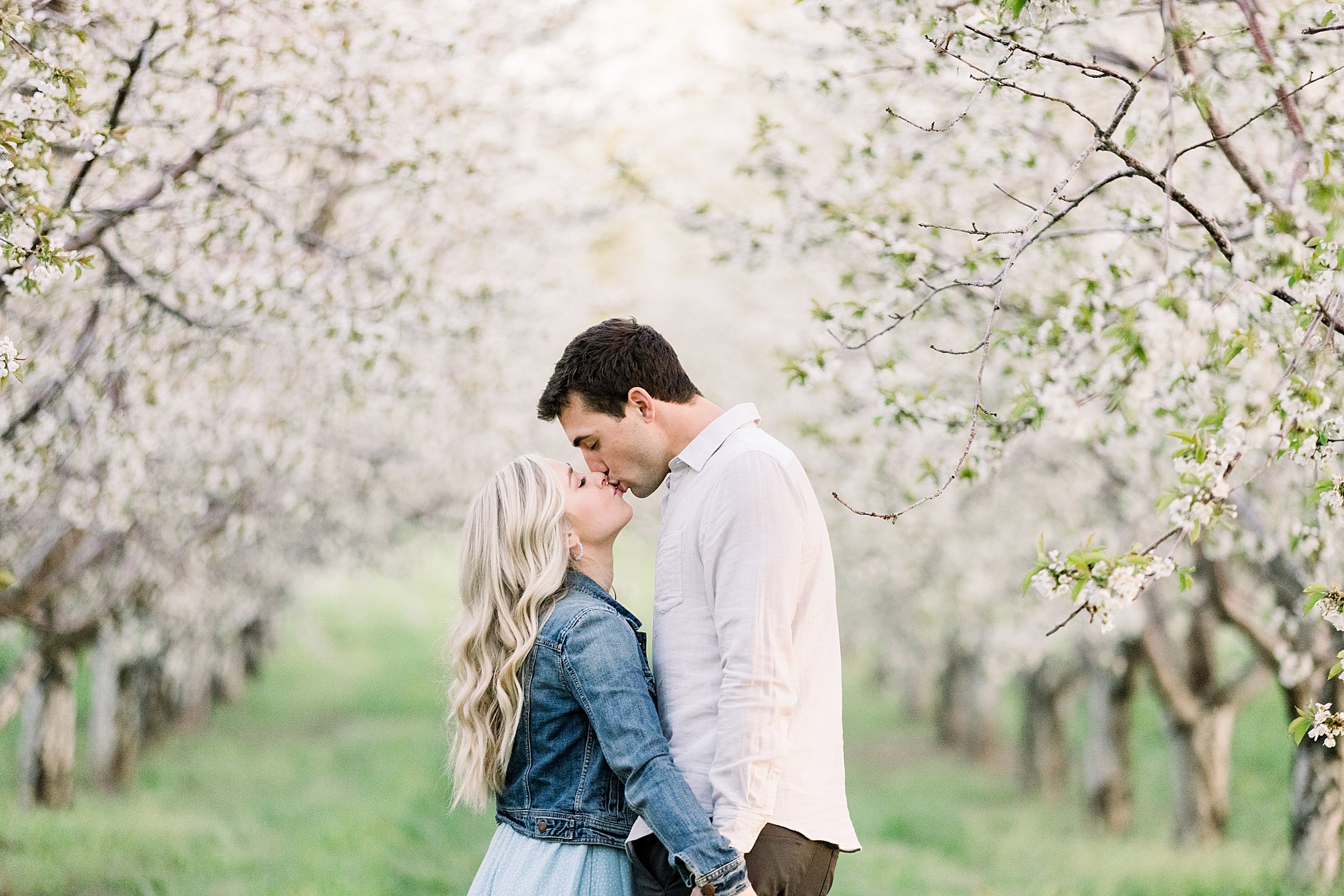 A couple kisses in a row of snow white cherry blossoms during their cherry blossom engagement session in Traverse City, Northern Michigan. 