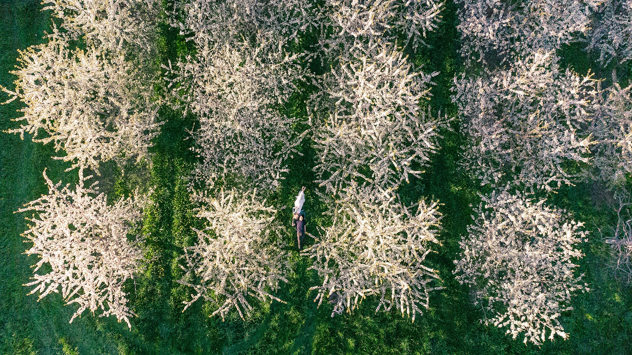 Aerial photograph of couple lying in an orchard between thousands of cherry blossoms in Traverse City, Northern Michigan.